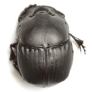 PHANAEUS TRIANGULARIS